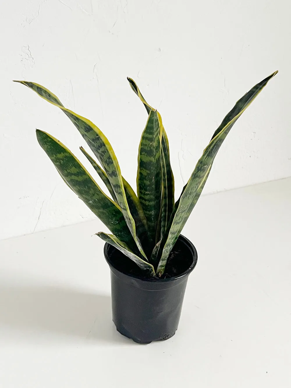 Laurentii Snake Plant,