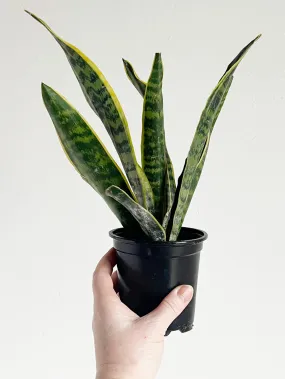 Laurentii Snake Plant,