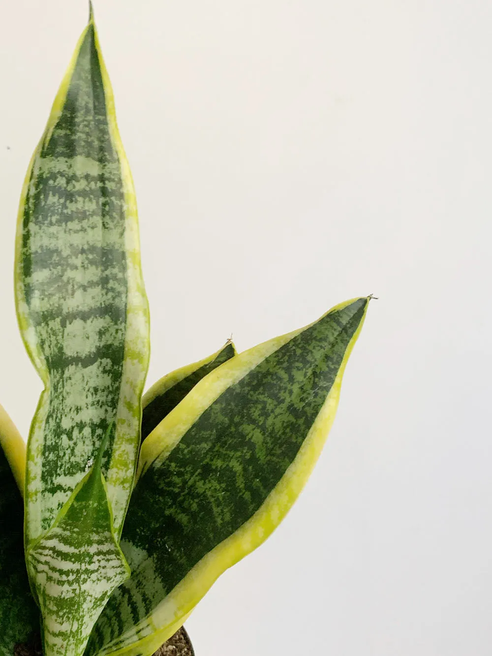 Laurentii Snake Plant,