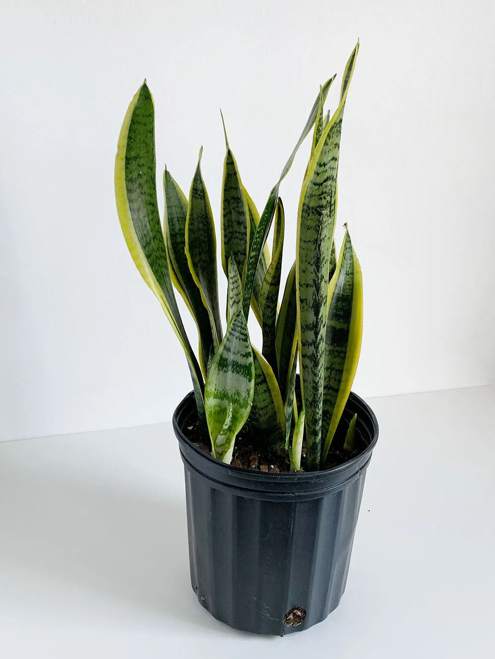 Laurentii Snake Plant,